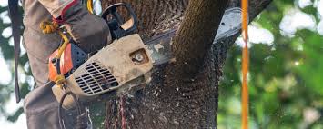 Best Tree Cabling and Bracing  in St Matthews, SC